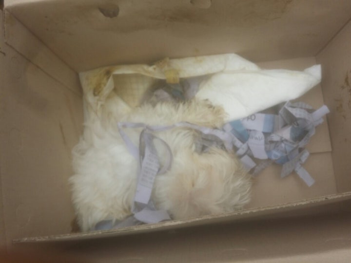 폐지사이에 끼어서 버려진 2개월말티즈