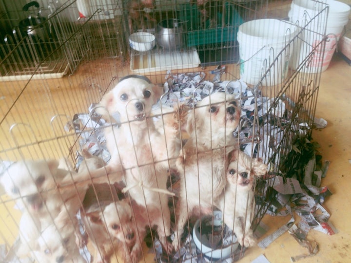 공포만이 가득한 아이들의눈