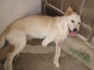 한 쪽 다리가 썩은 상태로 버려진 예지, 절단을 통해 이상의 진행을 막아 놓았지만 아직도 온 몸에 피부병이 남아있습니다. 