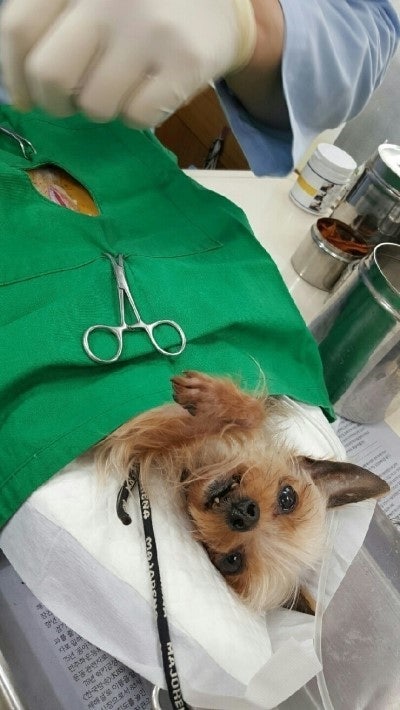 담석 때문에 움직이지도 못했던 가을이