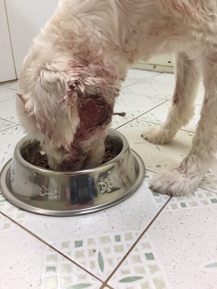 바로 입니다.br  2년전 어느날 만삭으로 구조된 어미개 복순이의 새끼강아지 .br  보호소에서는 생전 출산이라고는 없었건만...그렇게 태어난아가인데br  잘 키우겠노라고. 구구절절이 말하고 동물을 사랑한다고 말하고br  사랑이 무엇인지 단어의 뜻은 알고는 있는것인지. 사랑에는 책임감이 따르는것을  br모낭충을 앓고 있는 바로가 이렇게 보호소를 와서 br미친듯이 사료를 먹고 br사람속을 알지를 못하겠습니다. 어찌 이모양이 되도록 br방치를 했는지.br왜 최선을 다해 치료도 못 했는지.br다신 동물을 키우지 말아야합니다. br애완이 아닌..반려입니다.