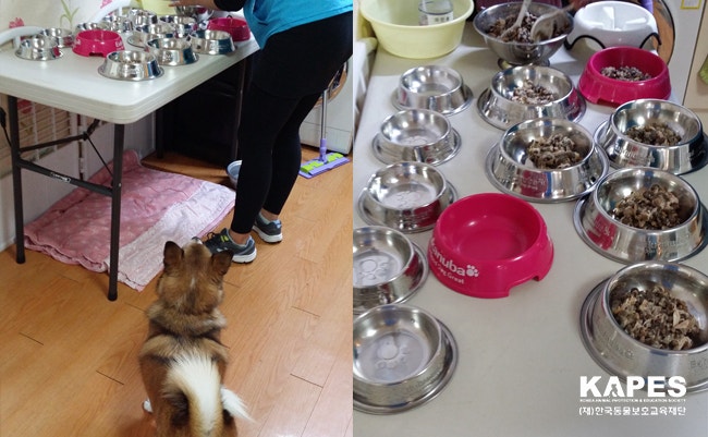 불법도축장, 추운 길 위,사고현장.. 다양한 곳에서 구조된 사랑스러운 동물들.. 이제 가족의 품에서 사랑받기 위해 입양대기실에 모였지만 이제 사료도 부족해지고 있습니다. 매달 동물들에게 필요한 사료비와 모래값은 생각보다 엄청납니다. 가족을 만날 때까지 입양실에서 따뜻하게 지낼 수 있도록 여러분의 후원이 필요합니다