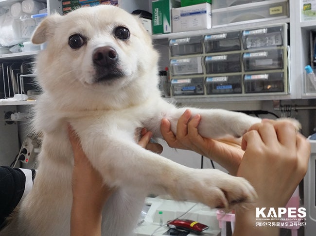 가족을 기다리며 입양대기실에 있는 동안 동물들이 건강하게 지낼 수 있도록 지속적인 건강관리는 꼭 필요합니다. 죽을고비에서 겨우 살아오고, 길 위에서 쓰러져있다 발견된 이 동물들이 구조 후 지속적인 관리를 받지 못한다면 다시금 상처를 주는 것과 같습니다. 입양대기실에 있는 동안만큼은 아프지 않고 건강한 모습일 수 있도록 KAPES에서는 지속적인 의료지원을 하고있습니다. 이를 통해 이 동물들이 가족을 찾아 떠나고 또 다른 고통 속의 동물들이 입양을 통해 새 생명을 얻길 바랍니다.