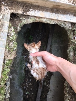 나주시 봉황면에 설치한 길고양이 급식소 근처에서 죽기 직전에 발견된 새끼고양이 입니다. 지금은 케어를 통해 건강을 되찾아가고 있습니다
