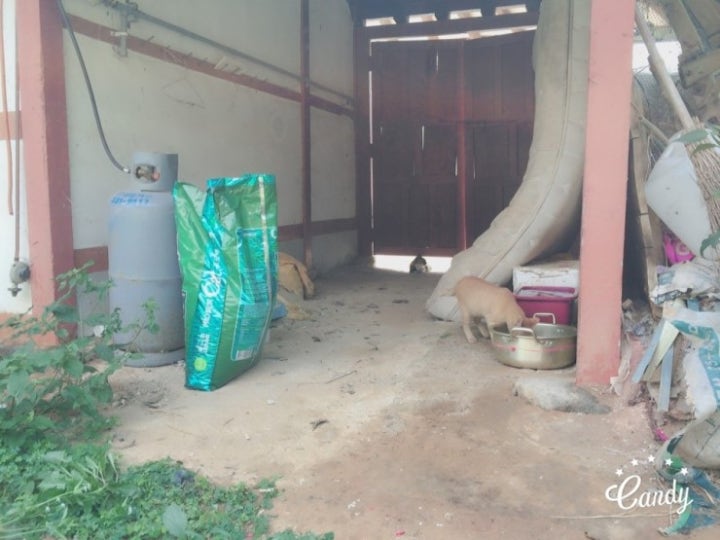 나주시 봉황면 길고양이 급식소 폐가