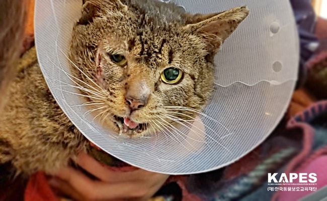 어두운 밤 상처투성이의 몸을 이끌고 나눠주는 밥을 먹겠다고 나타난 길냥이