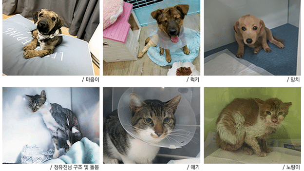 치료비 지원으로 새 삶을 찾은 동물 