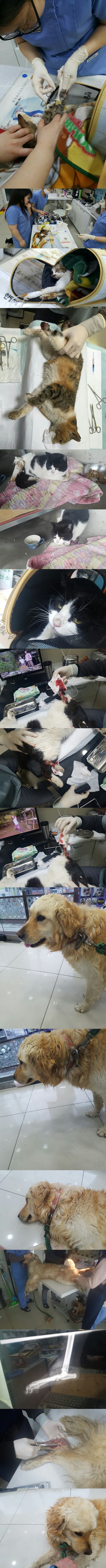 구조 직후 병원에서 진찰을 받는 과정입니다. 세 아이 전부 다리의 상태가 심각했습니다.