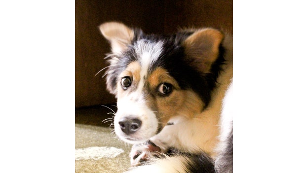 입양 전, 겁이 많던 건담이