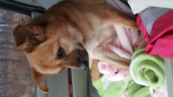 간신히 눈을뜬 어린 강쥐가 버려져 시보호소의 철창 안에서 열흘을 견디고 무사히 구조되 안락사는 면했지만 발바리에 누런믹스견이라는 이유만으로 입양가는 기회조차 없이 6년여를 보냈습니다. 늘 밝고 늘 씩씩하고 봉사자들이 오면 늘  제일 앞장서  반겨주던 아이였습니다. 하나둘 아이들이 곁을떠날때마다 언젠간 나가겠지 따뜻한 가족의 품으로 돌아갈수있겠지 했던 기대조차 물거품이 되어버린 지금 마음에 병을 얻어 우울증세와 선천성 관절낭 염증과 퇴행성관절염으로 당장은 수술도 불가피한 상태입니다.오로지 해줄수있는건 입원과 약물과 물리치료뿐입니다.