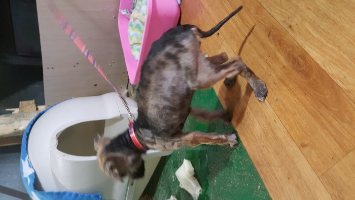 구조된 아이들은 질병이나 사상충감염