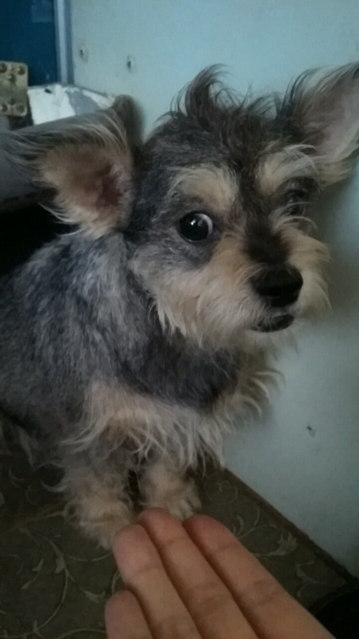 구조후 1년여를 사상충감염으로 약 복용중입니다