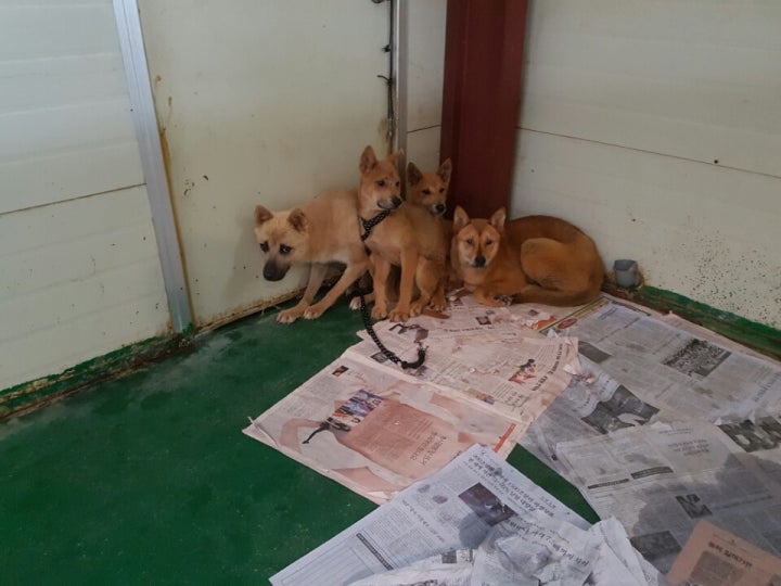 견사 칸막이 공사가  미뤄져 한견사안에 여러아이들이 있 습니다.약한 아이들은 늘 저런생활로 하루하루를 불안감속에서 견뎌내야 합니다.br정말 하루를 지내더라도 주인에게서 버려진상처,거리를 떠돌다 학대받았던상처,시보호소에서의  철창생활과안락사의 공포감에서 감신히 벗어난 아이들입니다.살려는 의지도 더 강한 압박감으로 남은 불쌍한 생명들  같은공간에서라도  맘 편히 지낼수 있도록 해주고 싶습니다.br간절히 여러분들께  도움의 손길을내이밀어봅니다.br부디 외면하지말아주세요br연이은 공사비 모금에 죄송한마음 가득담아 부탁드립니다.br감사하고 고맙습니다