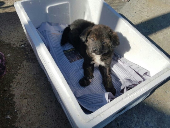 발견 당시 (생후 2개월령)