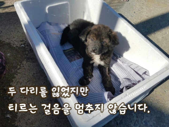 티르의 희망이 되어주세요!