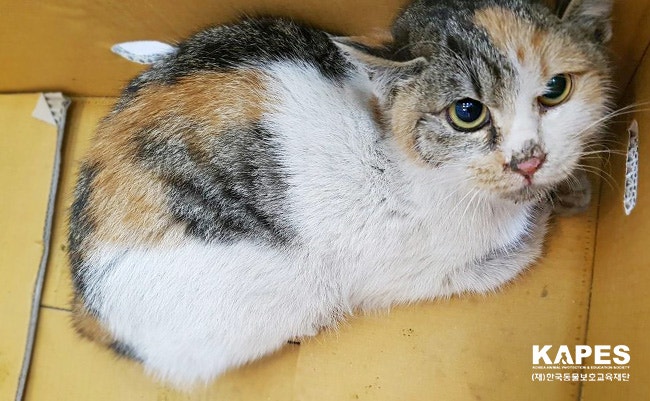  몸을 가누지 못하는 은동이.. 내리는 비를 그대로 맞으며 길 위에서 떨고있는 이 작은 아이를 학생들이 구조했습니다. 크게 다치지도 병에 걸린 것도 아닌데 자꾸만 앞으로 걷지를 못하고 제자리를 맴돌기만 하는 은동이. 길냥이라는 이유로 병원에서 진료조차 받지 못했습니다. 여러분의 후원을 통해 은동이가 이제는 편안하게 먹고 잠들고 다른 동물들과 어울려 행복하게 지낼 수 있습니다.