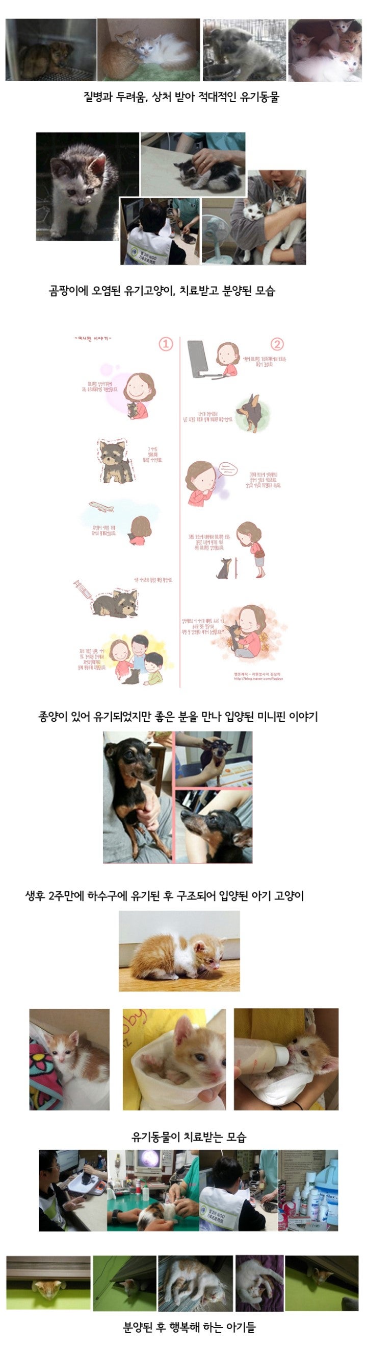 치료받지 못하고 아파하는 유기동물들을 치료하고 입양을 도와줍니다.
