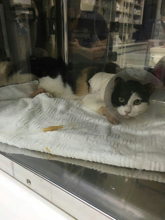 입원치료를 받고 있는 길고양이