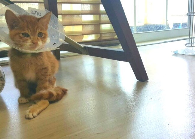 사진1의 고양이