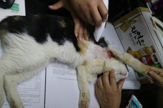 구조 후 치료받고 있는 길고양이