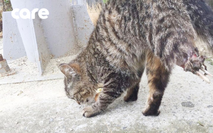 거창휴게소에서 다리가 다친 채로 발견된 길고양이 벨라