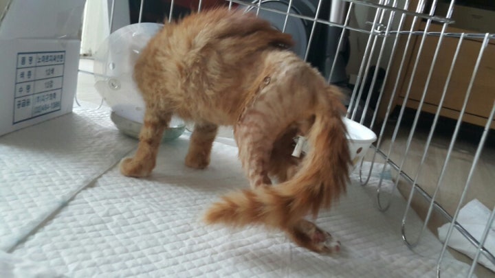 1.온몸에 골절된 채 구조된 길고양이