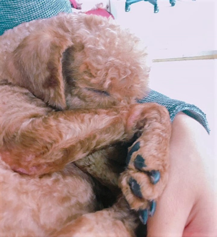 한시도 사람의 곁을 떠나고 싶지 않아요..