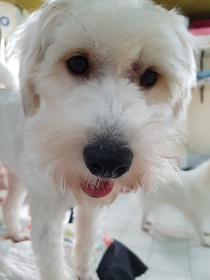 덩치는 크지만 말썽쟁이 막내 '바로'