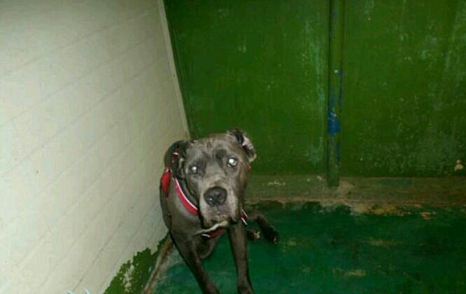 60키로가 훌쩍 넘어야 될 아이가 삶은 의욕을 일은채 영문도 모른채 보호소로 잡혀와 어리둥절한 모습입니다.덩치세 걸맞지않은 저 순진하고 천진난만한 모습에 가슴이 아려왔던아이,꼭 주인이 있겠지 찾으러오겠지  한달여가 지나도록 보호소를 나올수 없는 케빈은 스스로 먹기를거부하고 다친듯 하다고 보호소에서 내린진단은 다리와 음경이 골절되는 중상을 입었음에도 그대로 방치된상태로 버틴아이입니다.아마도 죽을날만 기다린듯 해요 간신히 구조의 손길을 뻣었지만 이미 아사직전인아이였습니다.br그런 아이를 살려보고자 이렇게 또 해피빈에 손을 내밀어봅니다.