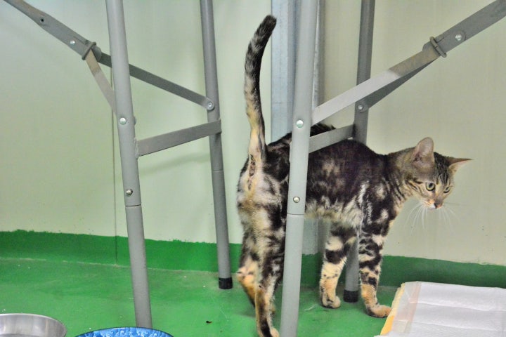 전염을 우려해 격리되어 있는 버들