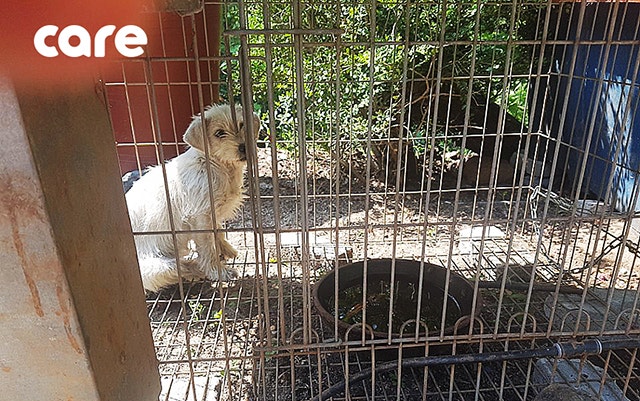 작은 철창안에 갇혀 맞고 있던 백구