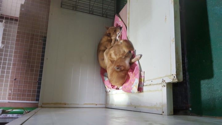 일분일초를 잠든다해도 얼마나 편한 모습입니까 많은 아이들이 한칸의 견사에서 서로 부딪치며 싸우는 일이 허다합니다