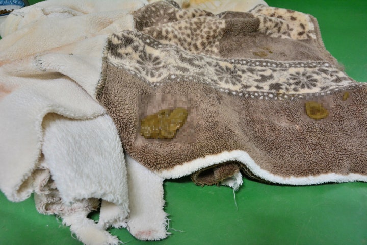 이불 위의 배변