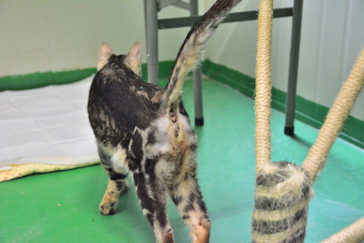 늘 설사가 묻어있는 항문 주위