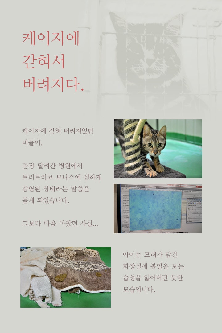 애니멀 호더로부터 구조된 예전 아이들의 사례를 보며, 화장실 없는 삶을 살아왔음을 의심해보고 있는 상태입니다. 그런 아이들이 화장실을 찾아 볼일을 보는 그 감동적인 순간까지는 꽤 오랜 시간이 필요합니다.