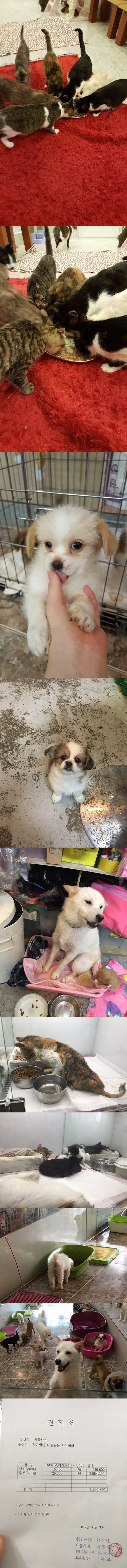 사료를 퍼담는 소리만 들려도 밥을 먹을 생각에 우르르 달려오는 아이들입니다. 