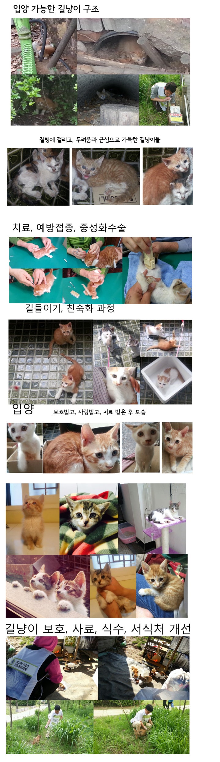 입양 가능한 상태의 길양이의 치료