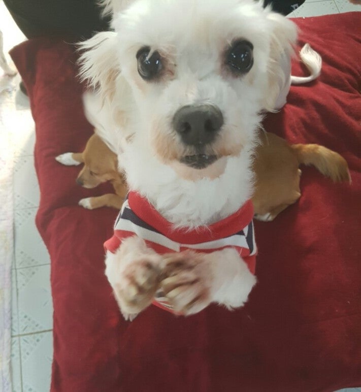 사람들의 사랑을 갈구하는 웅이