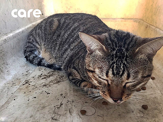 건물에서 떨어진 고양이 사나