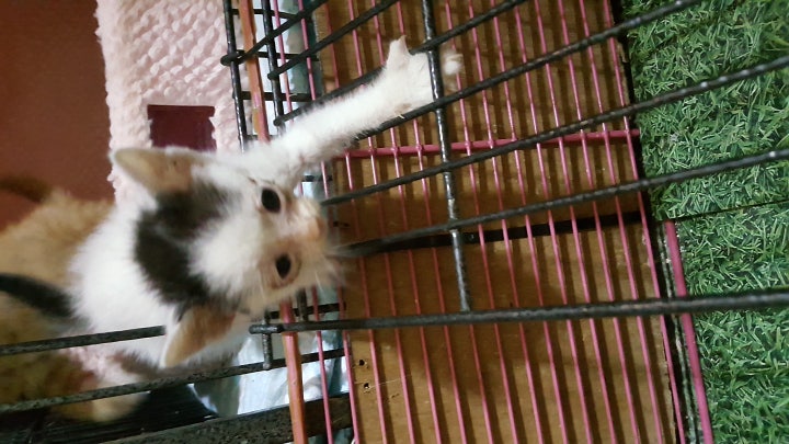 어린생명들의 목숨이 한낮 사람들의 짧은생각으로인해 마구잡이식 포획이만들어낸 젖먹이 아깽이들이 열악한 보호소에서