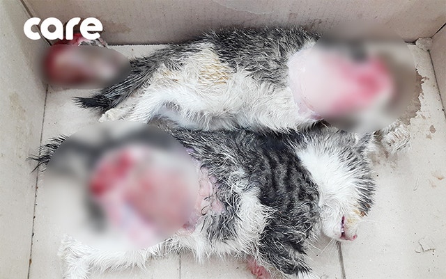죽은 채로 발견된 아기 고양이 2마리