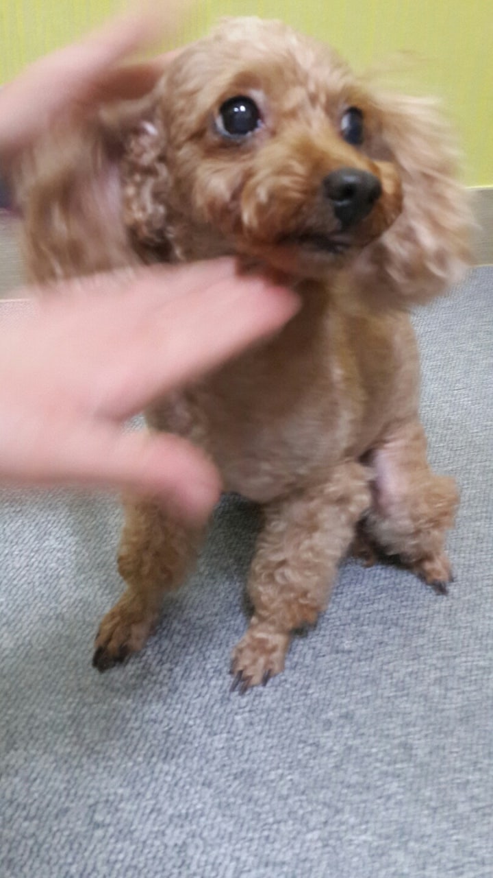 구출 당시 봉실이의 모습