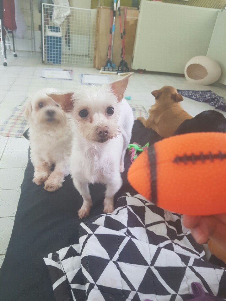 장난감을 던져주길 바라는 아롱이