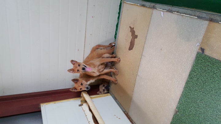 구조후 쉼터에서의 생활이지만 잔뜩경계를하고있는애니와아이들