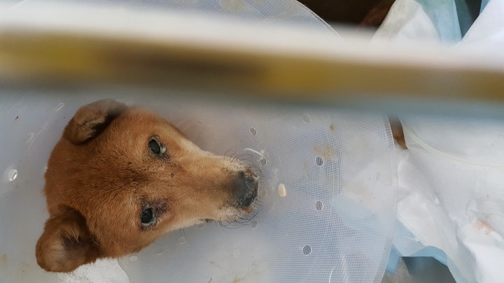 애니는 지난여름 삼복이가까워올무렵 못 사람들의 몸보신용으로 길러지다 22아이들과 구조된아이입니다.구조후 얼마안되 세아이가 갑작스럽게 병명도 모른채 별이되었습니다.손길조차받아들이지않아 병원진료도 늦어졌지만 이미 구조전부터 열악한 환경과무더위 땡볕에 그대로 노출된채 물한모금조차 지나가는 행인이 주지않으면 몇날몇칠을 그대로 아사직전까지갔던아이들입니다.br그렇게구조된 아이가 지금 사경을 헤매고 있습니다. 대형견이고 만질수도없기에 일반병원에서는 받아주질않습니다.큰 병원으로 가야되는데 어마어마한 병원비앞에서 발길을돌릴수밖에없었던 아이입니다.