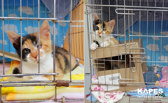 회복중인 금동이