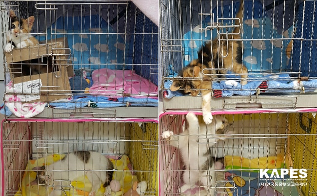 장난치는 금동이와 은동이