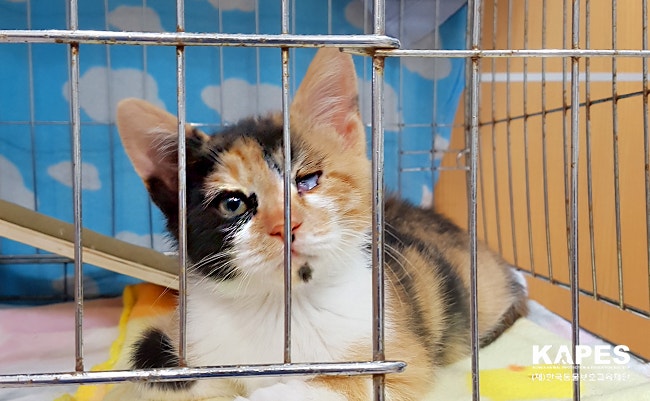 심한 허피스와 영양부족