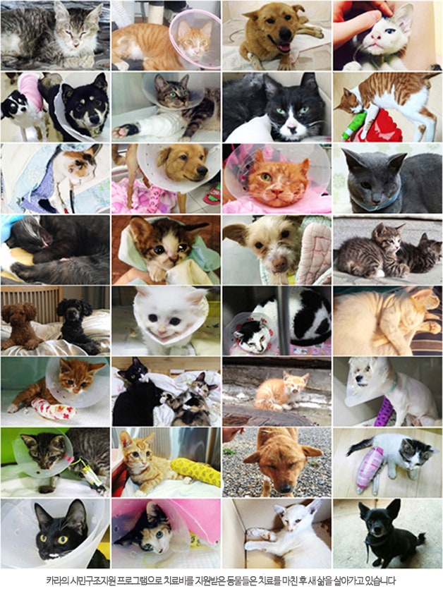 카라의 시민구조지원 프로그램으로 치료비를 지원받은 동물들은 치료를 마친 후 새 삶을 살아가고 있습니다