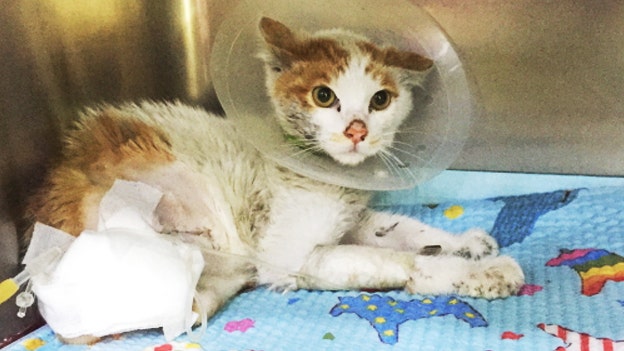 심한 괴사로 다리를 절단한 햇님이